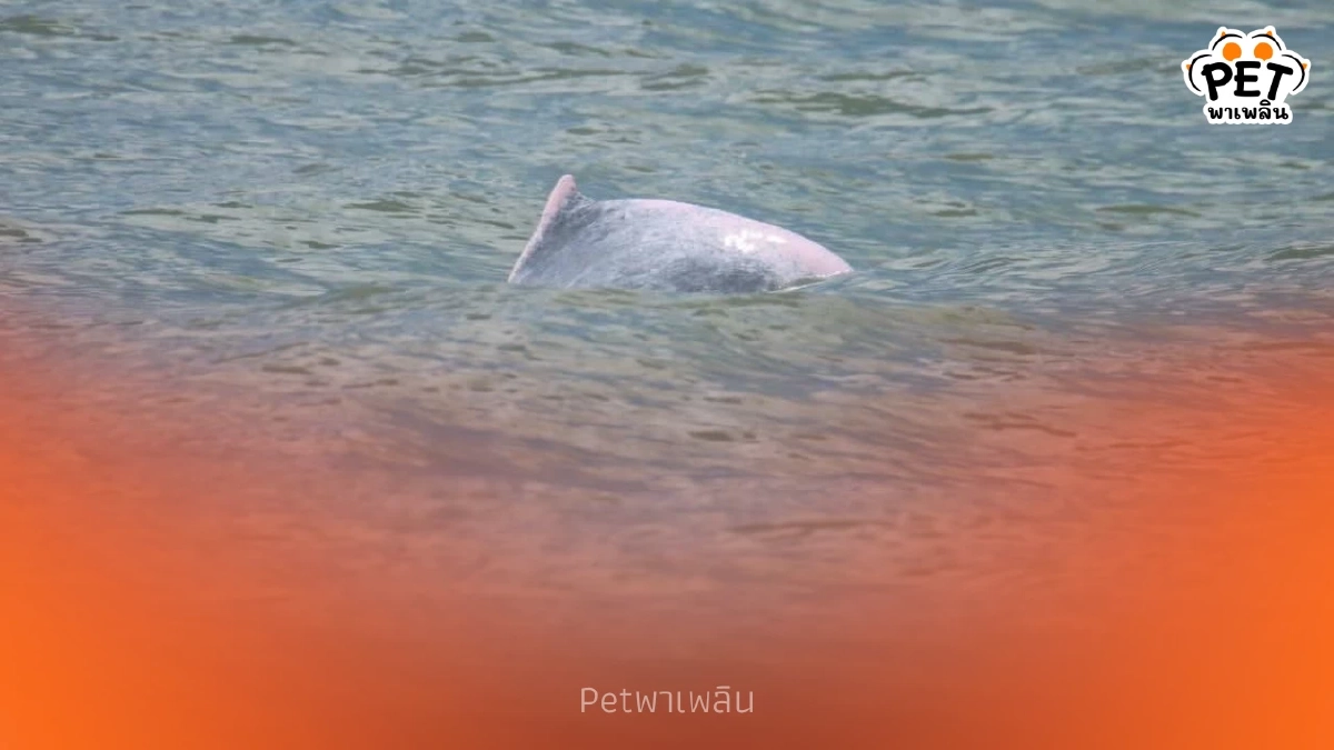 นาทีประทับใจ พบแม่ลูกโลมาสีชมพูโผล่โชว์ตัว แต่ห่วงทัวร์รุมล้อม