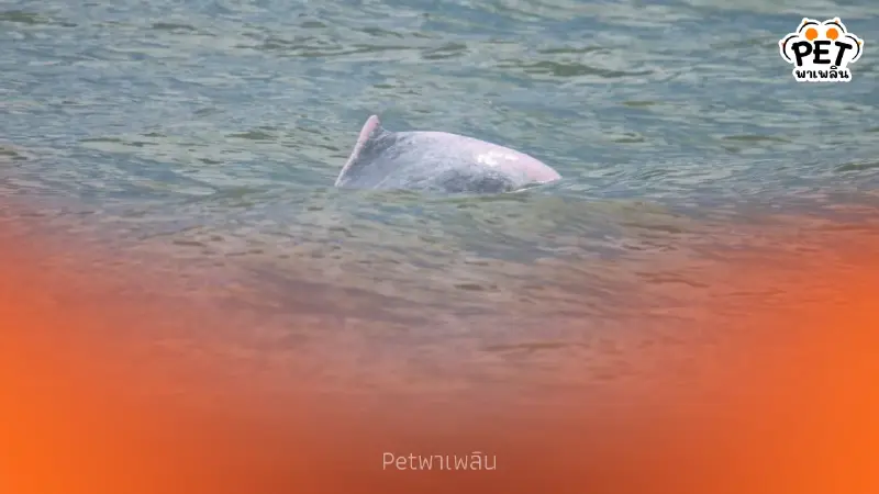 นาทีประทับใจ พบแม่ลูกโลมาสีชมพูโผล่โชว์ตัว แต่ห่วงทัวร์รุมล้อม