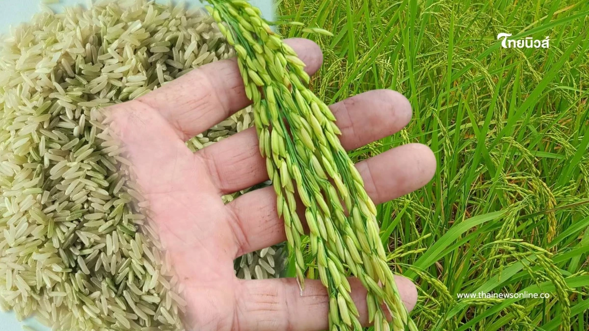 สศท.4 ปั้น "ข้าวเขียวหยก" ข้าวน้ำนมคุณค่าแน่น ดันเฉิดฉายเวทีโลก