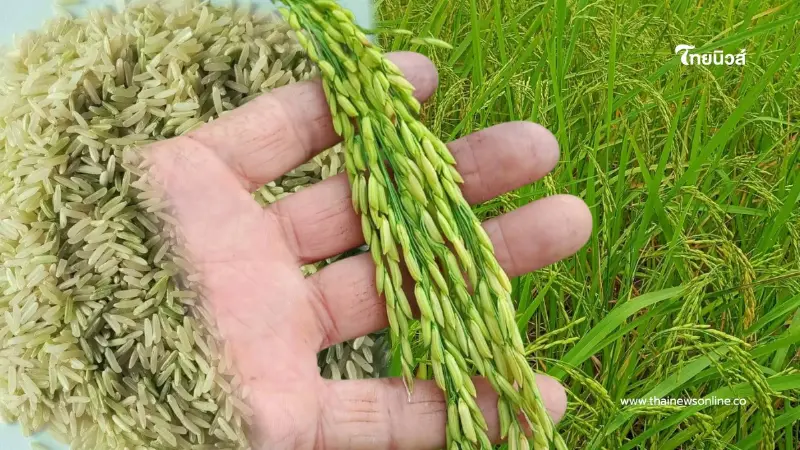 สศท.4 ปั้น "ข้าวเขียวหยก" ข้าวน้ำนมคุณค่าแน่น ดันเฉิดฉายเวทีโลก