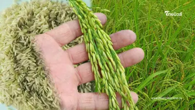 สศท.4 ปั้น "ข้าวเขียวหยก" ข้าวน้ำนมคุณค่าแน่น ดันเฉิดฉายเวทีโลก