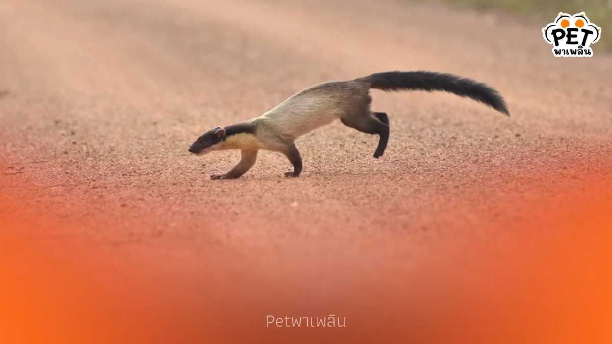 ฮือฮา! พบ หมาไม้ กลางป่าดงใหญ่ บุรีรัมย์ สะท้อนนิเวศไทยยังสมบูรณ์