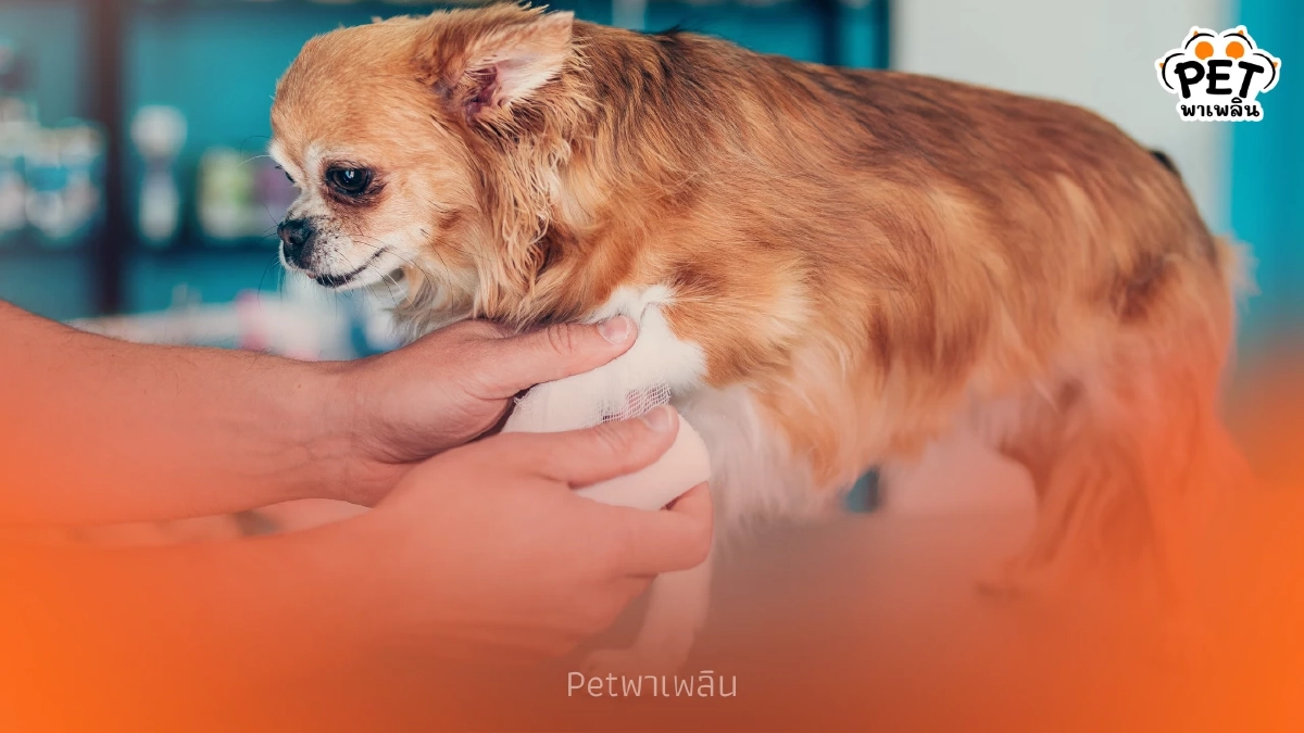สัตว์เลี้ยงโดนกัดต้องรีบทำ! 3 ขั้นปฐมพยาบาลลดเสี่ยงติดเชื้อ