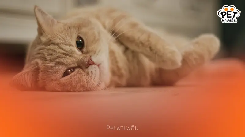 วิเคราะห์ 6 เหตุผลลับ ทำไมมนุษย์หลงรักแมวมากกว่าสัตว์อื่น วิเคราะห์ 6 เหตุผลลับ ทำไมมนุษย์หลงรักแมวมากกว่าสัตว์อื่น