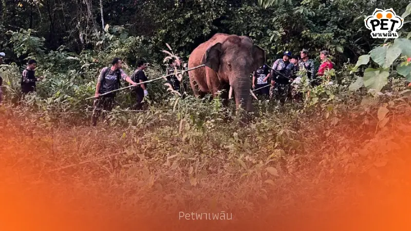 ทีมสัตวแพทย์เร่งรักษา “พลายหงษ์ทอง” พร้อมคุมเข้มช้างป่า 17 ตัว