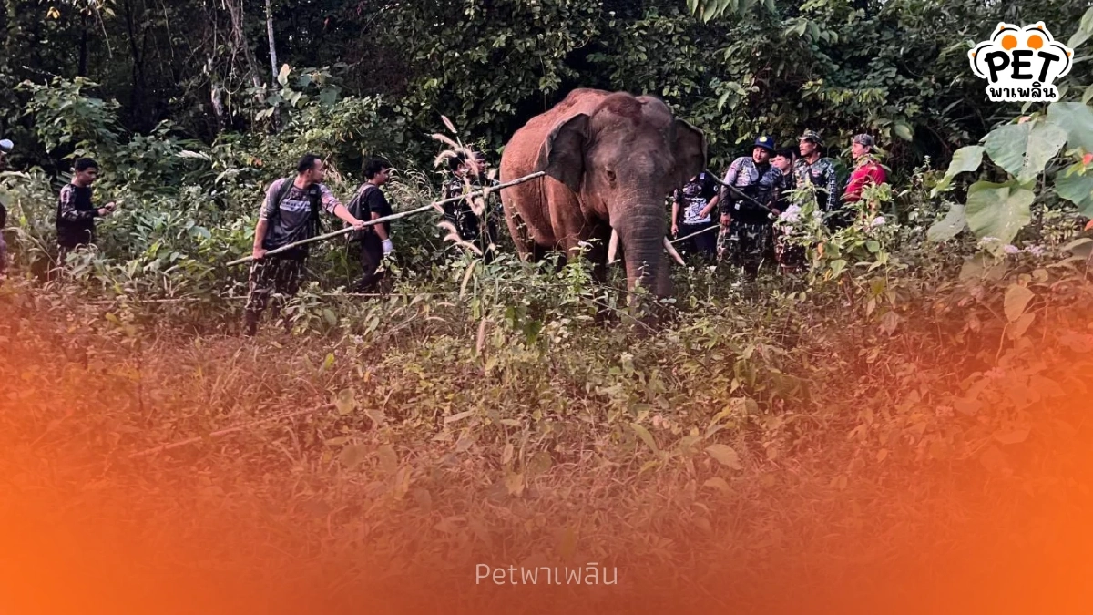 ทีมสัตวแพทย์เร่งรักษา “พลายหงษ์ทอง” พร้อมคุมเข้มช้างป่า 17 ตัว ทีมสัตวแพทย์เร่งรักษา “พลายหงษ์ทอง” พร้อมคุมเข้มช้างป่า 17 ตัว