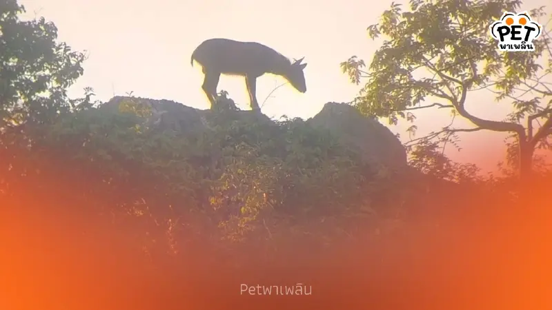 เลียงผาโผล่กลางผาเขาสามร้อยยอด สัญญาณป่ากลับมาสมบูรณ์