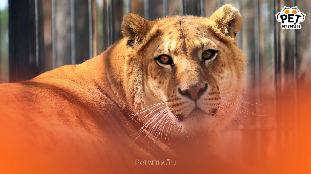 กรมอุทยานฯ ประกาศ คุมเข้มไลเกอร์-ไทกอน ต้องแจ้งครอบครองด่วน