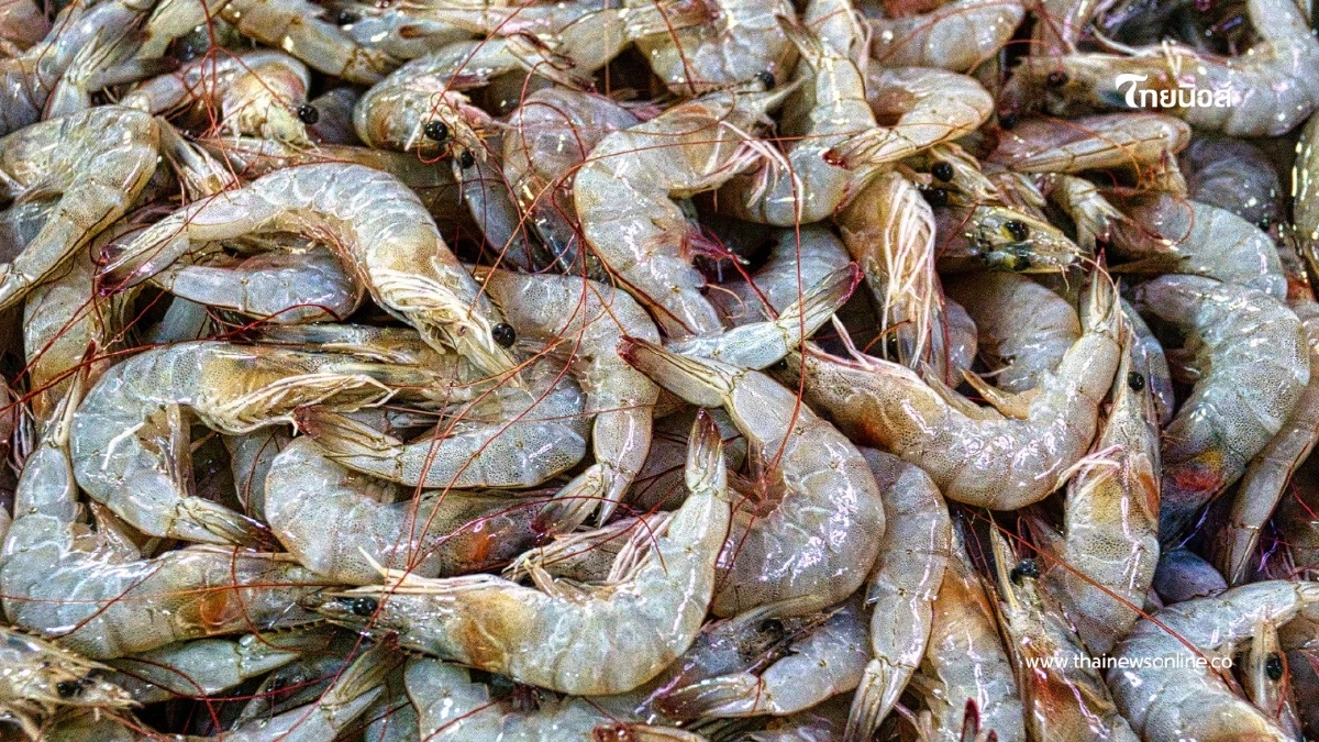 6 วิธีเลือกกุ้งสด ดูอย่างไรไม่ให้เจอฉีดสาร อัปเดตปี 2025