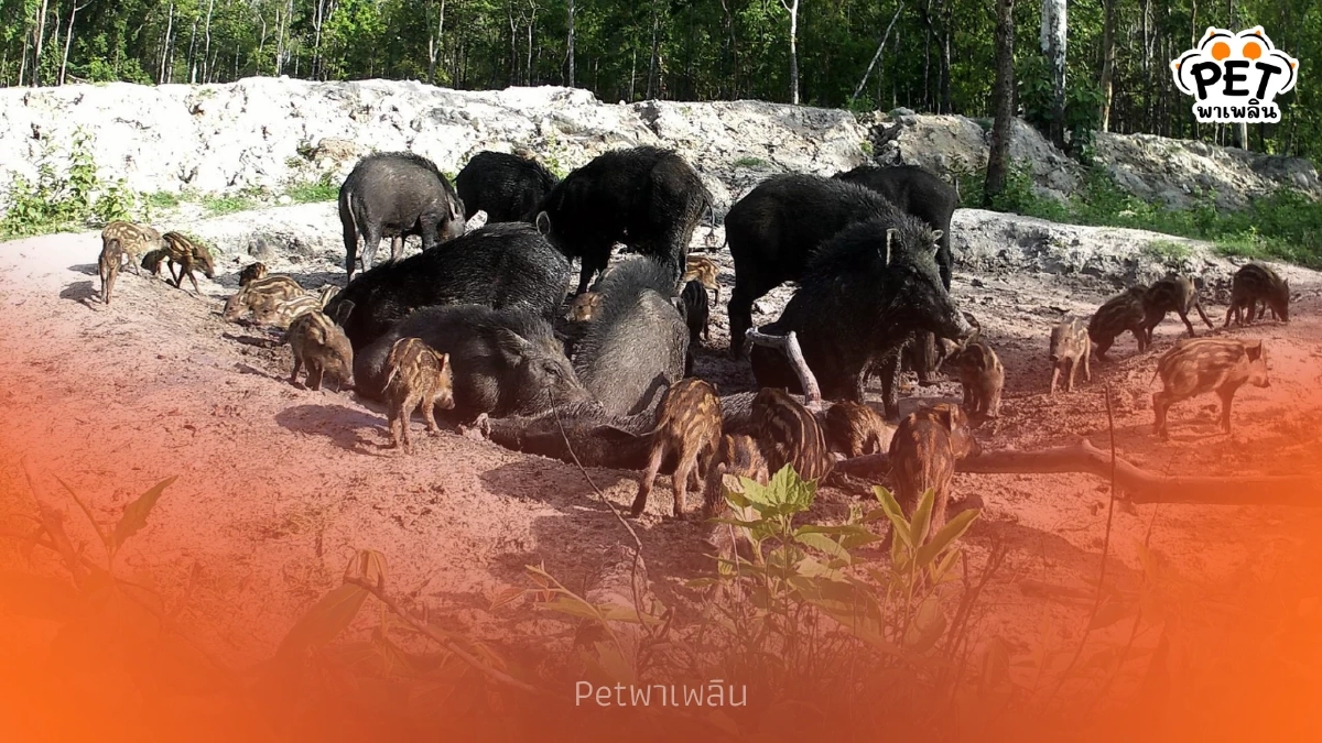 กล้องดักถ่ายเผยภาพสัตว์ป่ารุมใช้ 'ศูนย์อาหาร' หลังป่าคืนชีพ