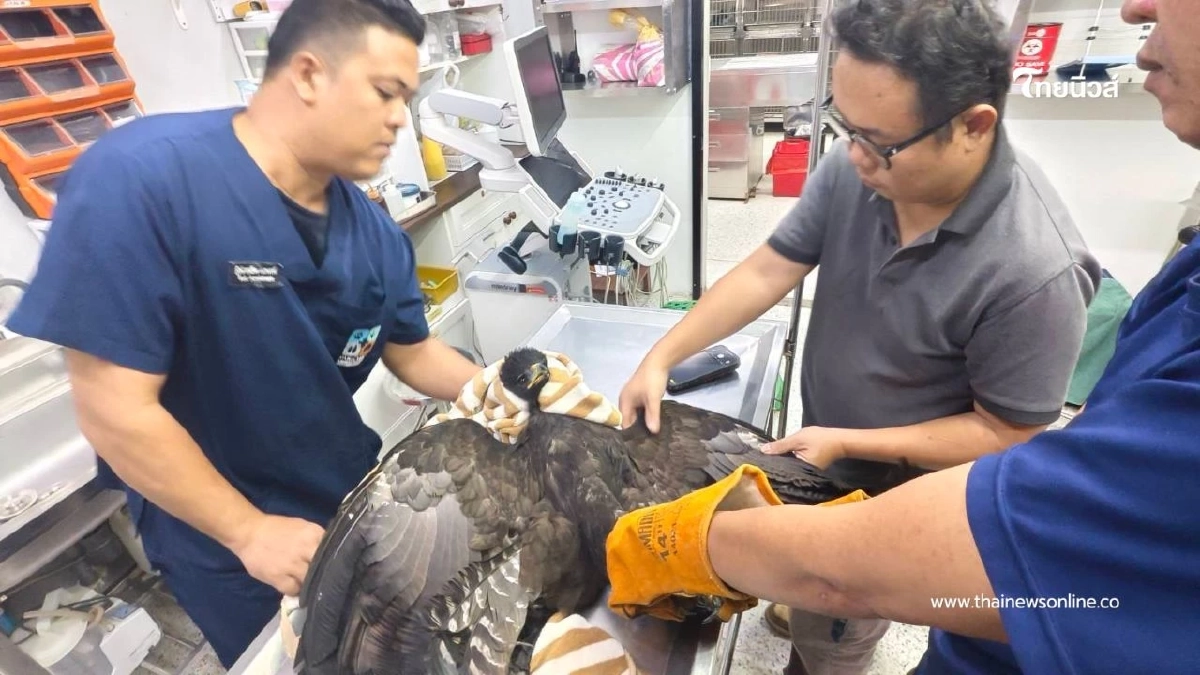 รับมอบ "เหยี่ยว" บาดเจ็บ ผ่านการแจ้งผ่านสายด่วนพิทักษ์ป่า 1362