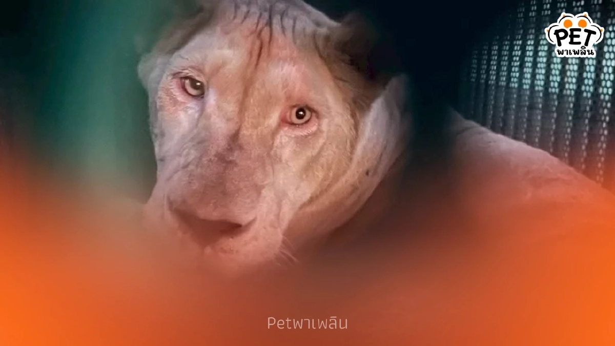 กรมอุทยานฯ บุกช่วยหมีและสิงโตกาสิโนชายแดนตราด ส่งพักฟื้นด่วน