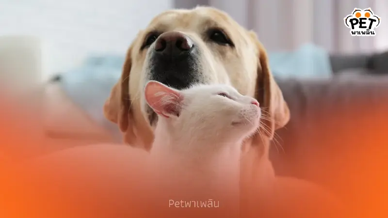 เปิด 5 เทคนิคจัดบ้าน Pet Friendly สวย-ทน-ปลอดภัย ต่อสัตว์เลี้ยง