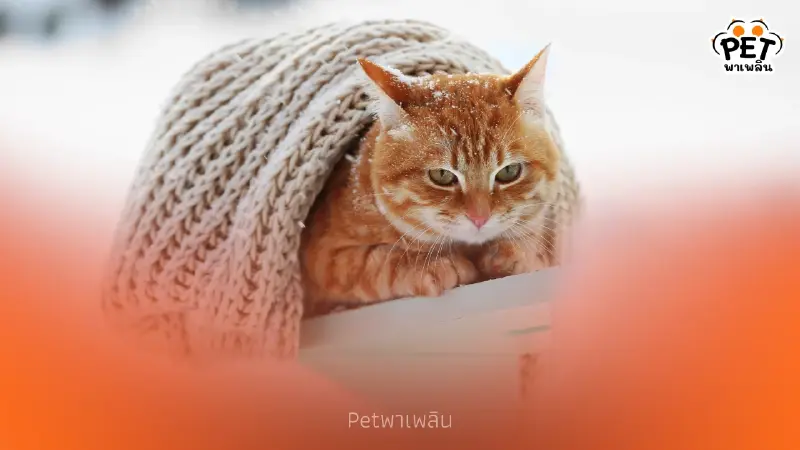 แอร์เย็นผิดองศา! เสี่ยงสัตว์เลี้ยงป่วย เจ้าของต้องรู้ด่วน