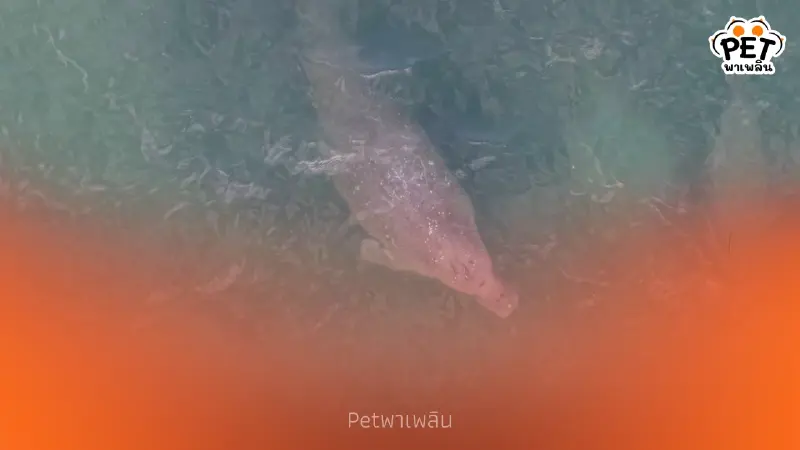 พบแม่ลูกพะยูนอ่าวทึง สุขภาพดี อุทยานพีพีเร่งวางทุ่นกันเรือชน