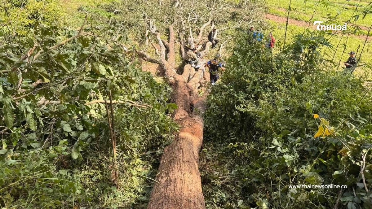 บูรณาการรวบมอดไม้! ฉก.ทพ.2102 จับผู้ลักลอบตัดประดู่กลางป่าสงวน
