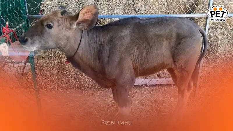 โตไวมาก! ส่องภาพลูกกระทิงหลงทาง 3 เดือนน้ำหนักพุ่งเท่าตัว