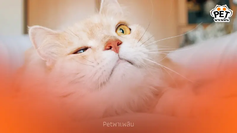 แค่กะพริบตา แมวก็บอกรักคุณแล้ว! เผยเคล็ดลับมัดใจเจ้าเหมียว