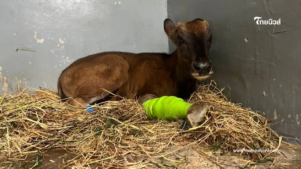 ข่าวดี! ลูกกระทิงติดบ่วงอาการดีขึ้น สบอ.1 ปราจีนบุรี เผยผลรักษา ข่าวดี! ลูกกระทิงติดบ่วงอาการดีขึ้น สบอ.1 ปราจีนบุรี เผยผลรักษา