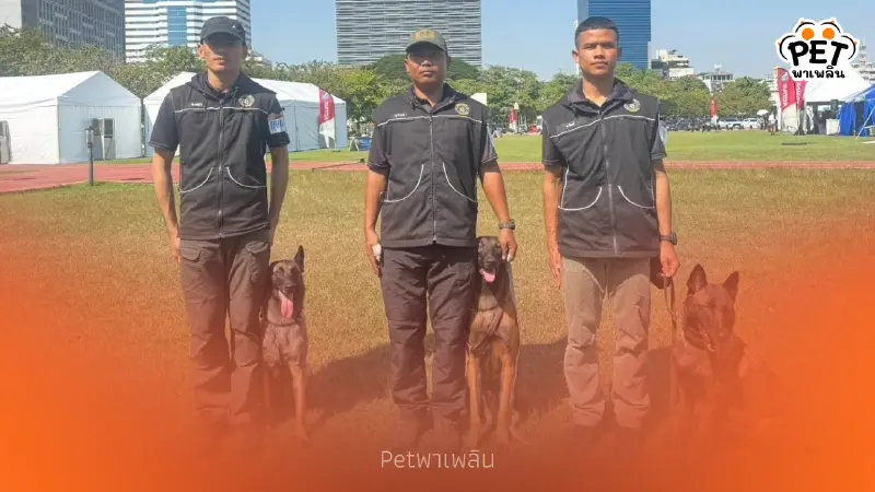 "เปิดคะแนน 3 สุนัขทหารไทย สอบระดับโลก เก่งจนกรรมการชม"