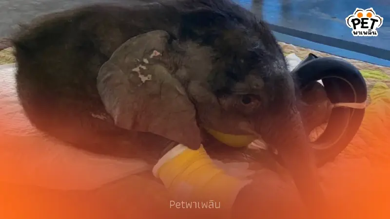 พังข้าวต้มดีขึ้นต่อเนื่อง! ลูกช้างเริ่มร่าเริง-กินได้มากขึ้น