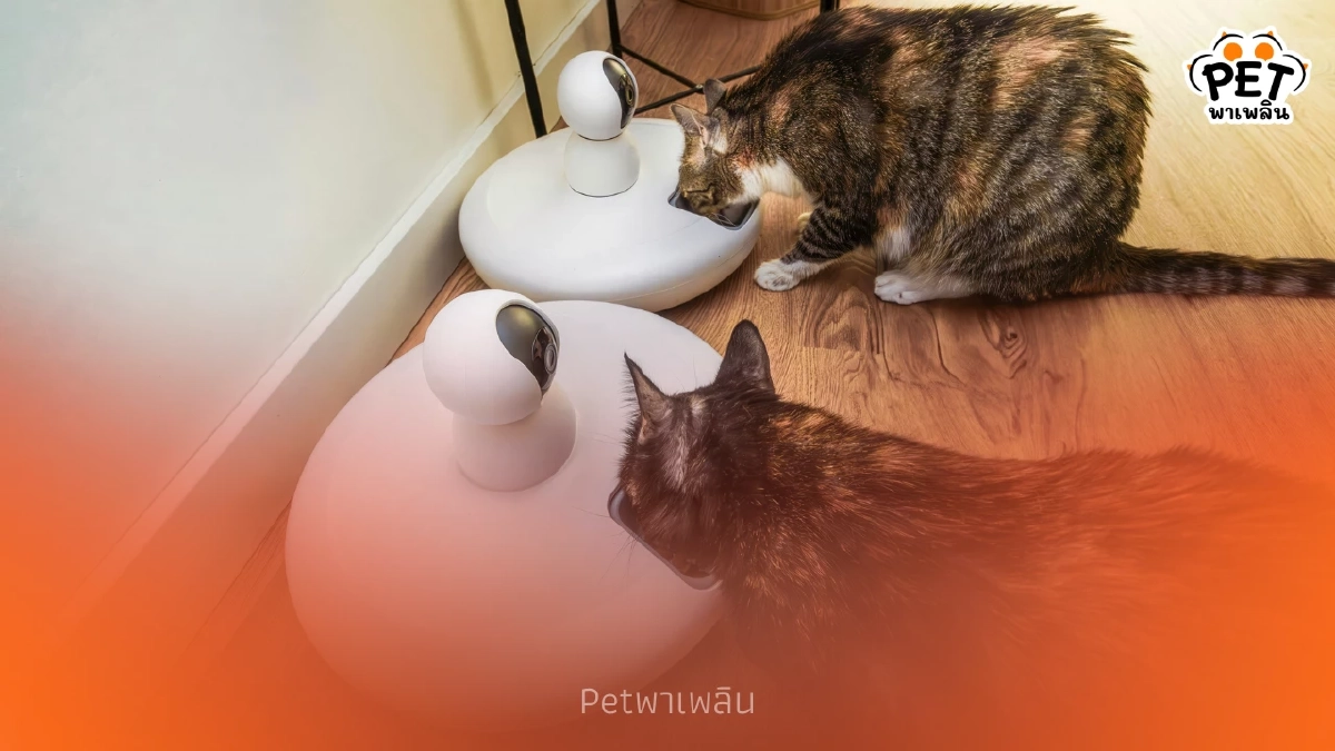 วิธีเตรียมตัวเมื่อต้อง ทิ้งสัตว์เลี้ยงไว้บ้าน ช่วงปีใหม่