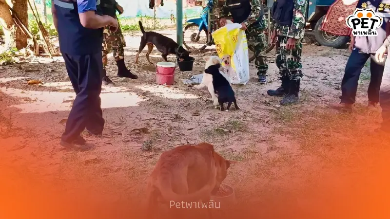 เจ้าหน้าที่ สบอ.9 รุดดูแลสัตว์เลี้ยงชาวบ้าน หลังอพยพภัยชายแดน