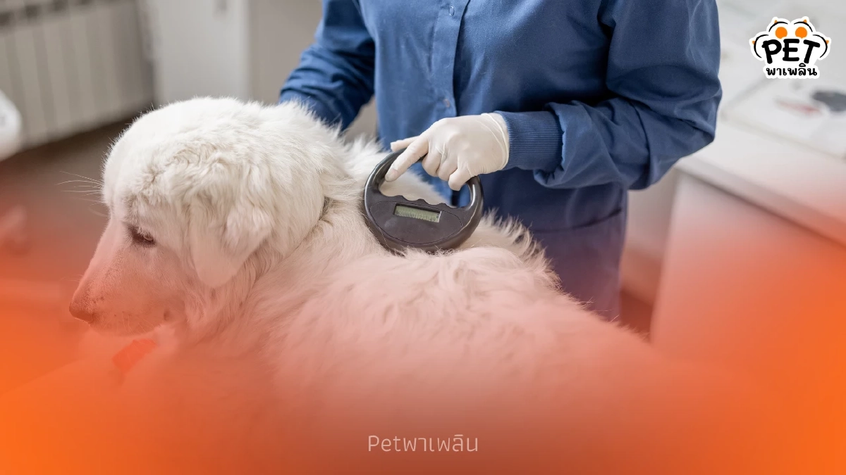 คนรักหมาแมวห้ามพลาด! กทม. เปิดจองคิวฝังไมโครชิปสัตว์เลี้ยงฟรี