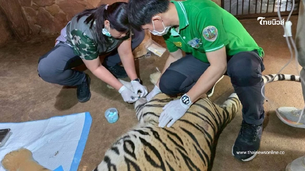 ข้าวปั้น-ข้าวผัด เสือโคร่งชราวัย 18 ปี ฟื้นตัวแข็งแรงหลังผ่าตัด