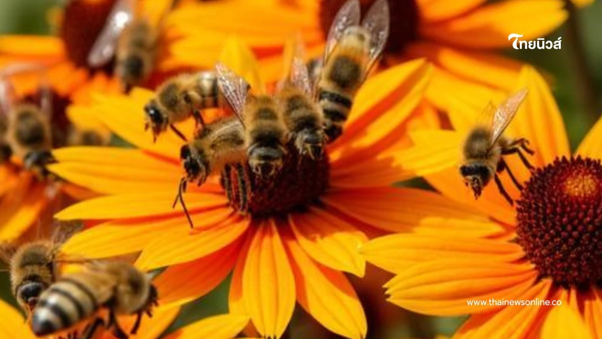 แมลงตัวจิ๋ว ปาฏิหาริย์สวนผลไม้ ผสมเกสรดี เพิ่มรายได้ชาวสวน