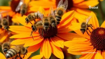 แมลงตัวจิ๋ว ปาฏิหาริย์สวนผลไม้ ผสมเกสรดี เพิ่มรายได้ชาวสวน