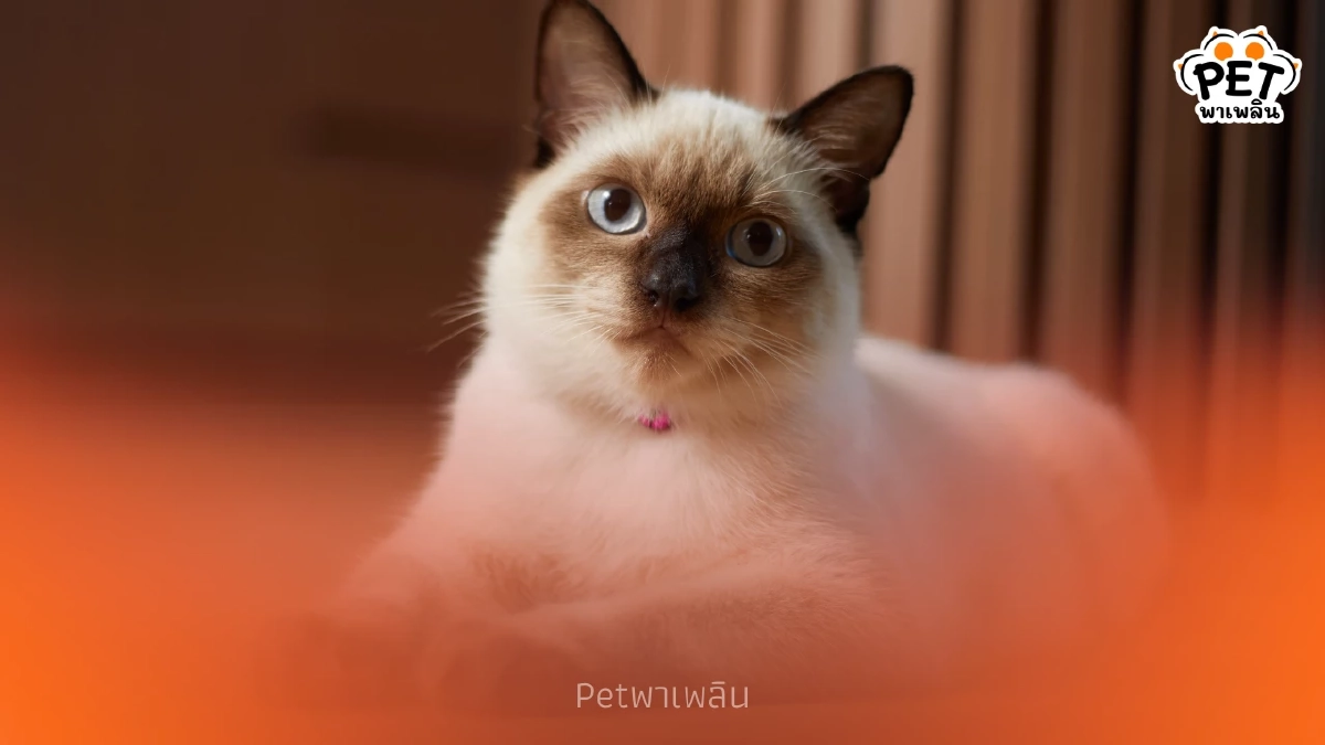 แมววิเชียรมาศเปลี่ยนสีขนตามอุณหภูมิของร่างกาย ได้จริงหรือ?