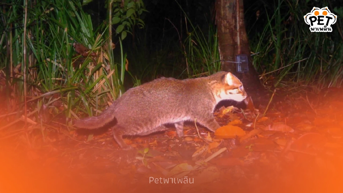 กรมอุทยานฯ ยืนยันพบ แมวป่าหัวแบน ป่าพรุโต๊ะแดง หลังหาย 30 ปี