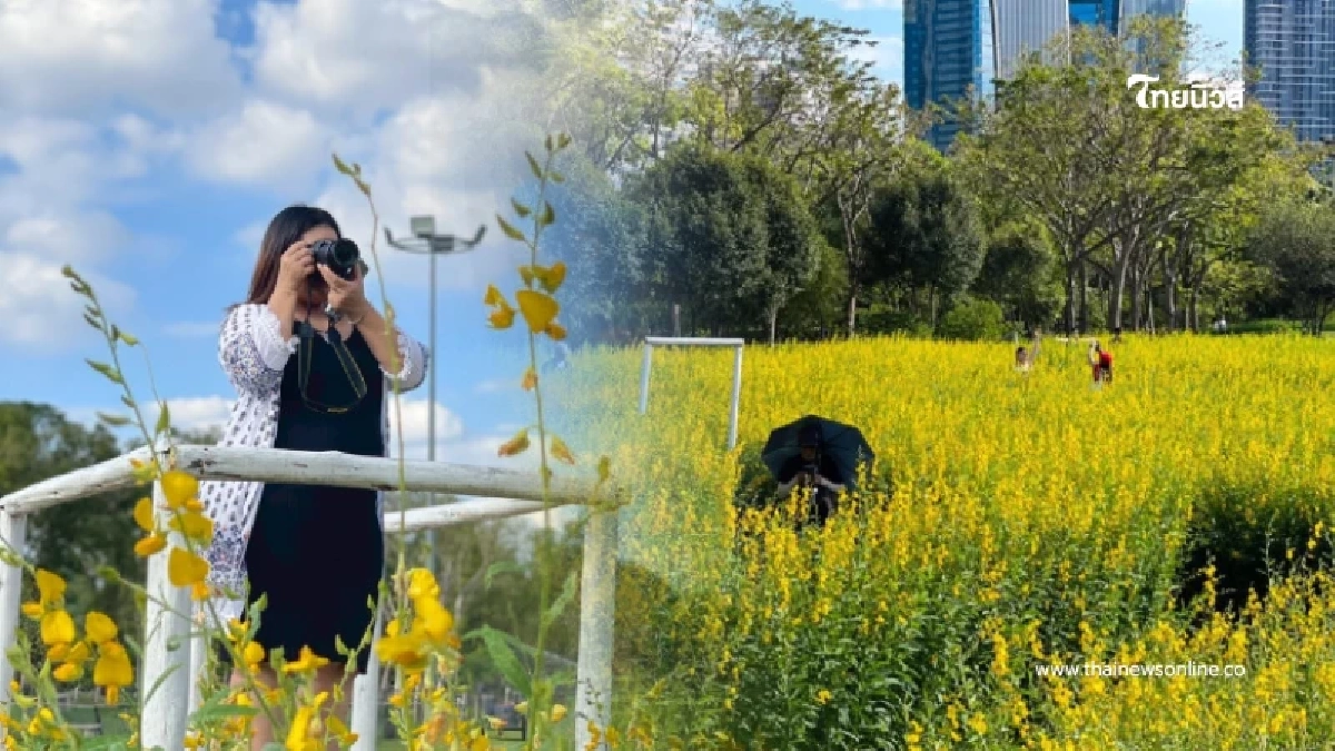 เช็กอินทุ่งปอเทือง สวนรถไฟ กว่าแสนต้น เหลืองอร่ามเต็มพื้นที่ 4 ไร่