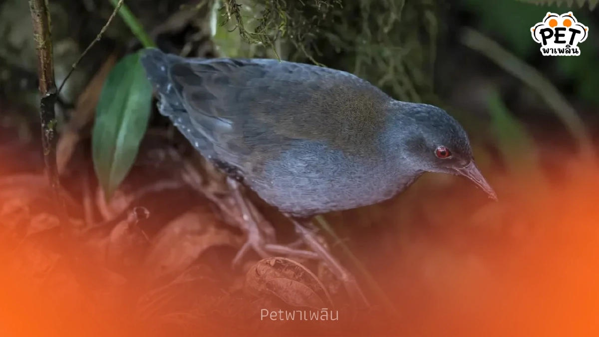 พบ "นกอัญชันกาลาปากอส" บนเกาะฟลอรีอานา หลังหายไปเกือบ 200 ปี พบ "นกอัญชันกาลาปากอส" บนเกาะฟลอรีอานา หลังหายไปเกือบ 200 ปี