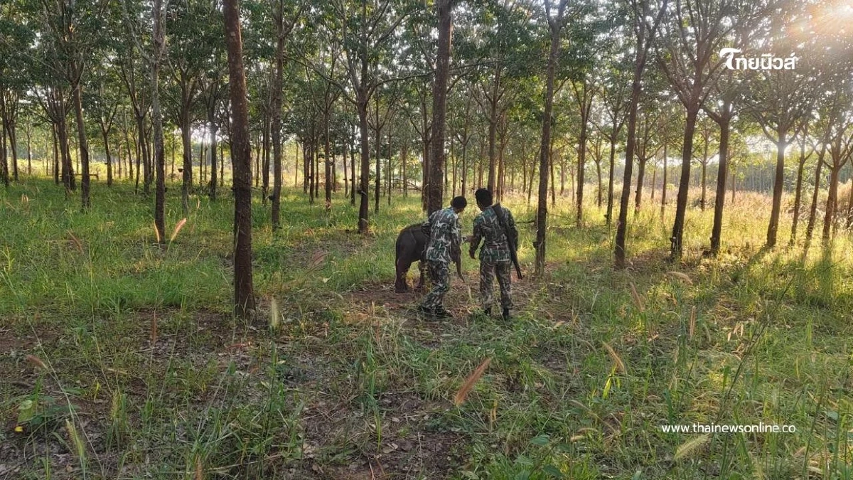 เจ้าหน้าที่ ขสป.อ่างฤาไน ช่วย 2 ลูกช้างป่าพลัดหลง กลับคืนป่า