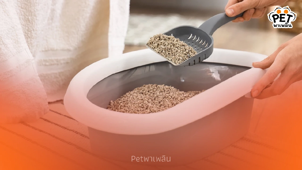 วิธีทิ้งทรายแมวเต้าหู้ลงชักโครกให้ปลอดภัย ไม่ทำท่ออุดตัน