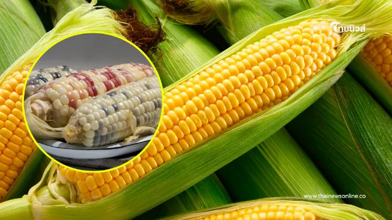 ข้าวโพดหวาน vs ข้าวโพดข้าวเหนียว เลือกกินแบบไหนดีกับสุขภาพ ข้าวโพดหวาน vs ข้าวโพดข้าวเหนียว เลือกกินแบบไหนดีกับสุขภาพ