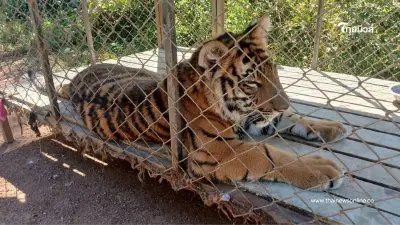 ทลายรังสแกมเมอร์เจอ "เสือโคร่ง" ถูกขัง ลุ้นผล DNA โยงแก๊งค้าสัตว์