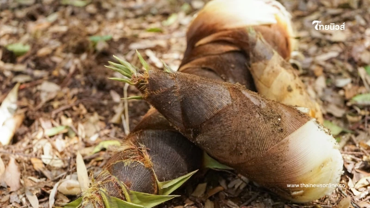 อันตรายถึงชีวิต กินหน่อไม้สดมาก เสี่ยงรับ สารอันตรายสูง อันตรายถึงชีวิต กินหน่อไม้สดมาก เสี่ยงรับ สารอันตรายสูง