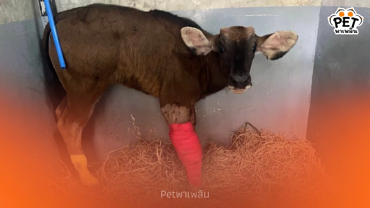 บ่วงสลิงมรณะรัดลูกกระทิง ขาเจ็บหนักถึงกระดูก ทีมแพทย์เร่งช่วย