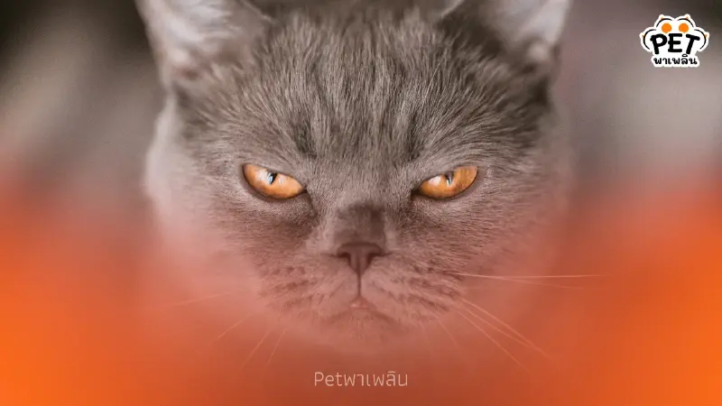 แมวไม่ชอบกลิ่นอะไรบ้าง เปิด 8 กลิ่นต้องห้ามที่ทาสแมวควรรู้ แมวไม่ชอบกลิ่นอะไรบ้าง เปิด 8 กลิ่นต้องห้ามที่ทาสแมวควรรู้