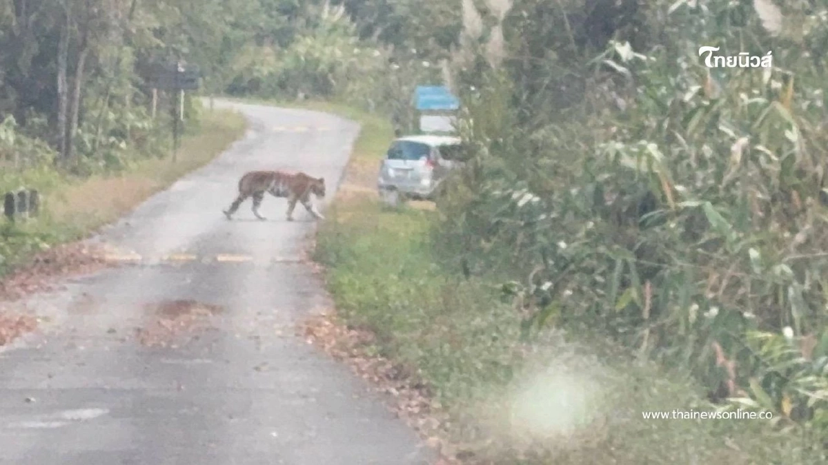 "เสือโคร่งวัยรุ่น" ปรากฏตัวผารักษ์สลัดได จ.ปราจีนบุรี "เสือโคร่งวัยรุ่น" ปรากฏตัวผารักษ์สลัดได จ.ปราจีนบุรี