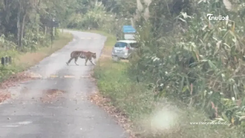 "เสือโคร่งวัยรุ่น" ปรากฏตัวผารักษ์สลัดได จ.ปราจีนบุรี "เสือโคร่งวัยรุ่น" ปรากฏตัวผารักษ์สลัดได จ.ปราจีนบุรี