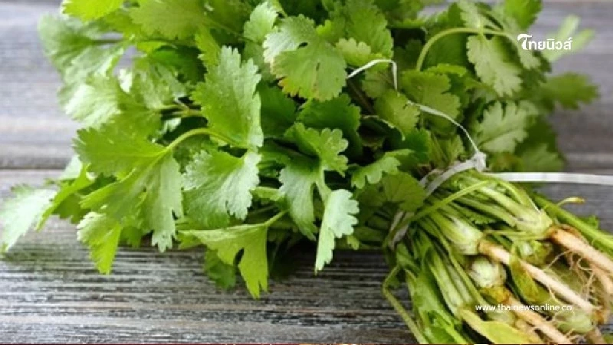 ระวังก่อนกิน! เปิดลิสต์ 5 ผักที่มีความเสี่ยงสารตกค้างมากที่สุด คนรักสุขภาพควรรู้ ระวังก่อนกิน! เปิดลิสต์ 5 ผักที่มีความเสี่ยงสารตกค้างมากที่สุด คนรักสุขภาพควรรู้