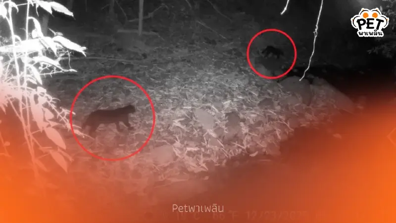 พบเสือดำ 2 ตัว ครั้งแรกที่ป่าละอู ย้ำความสมบูรณ์มรดกโลก พบเสือดำ 2 ตัว ครั้งแรกที่ป่าละอู ย้ำความสมบูรณ์มรดกโลก