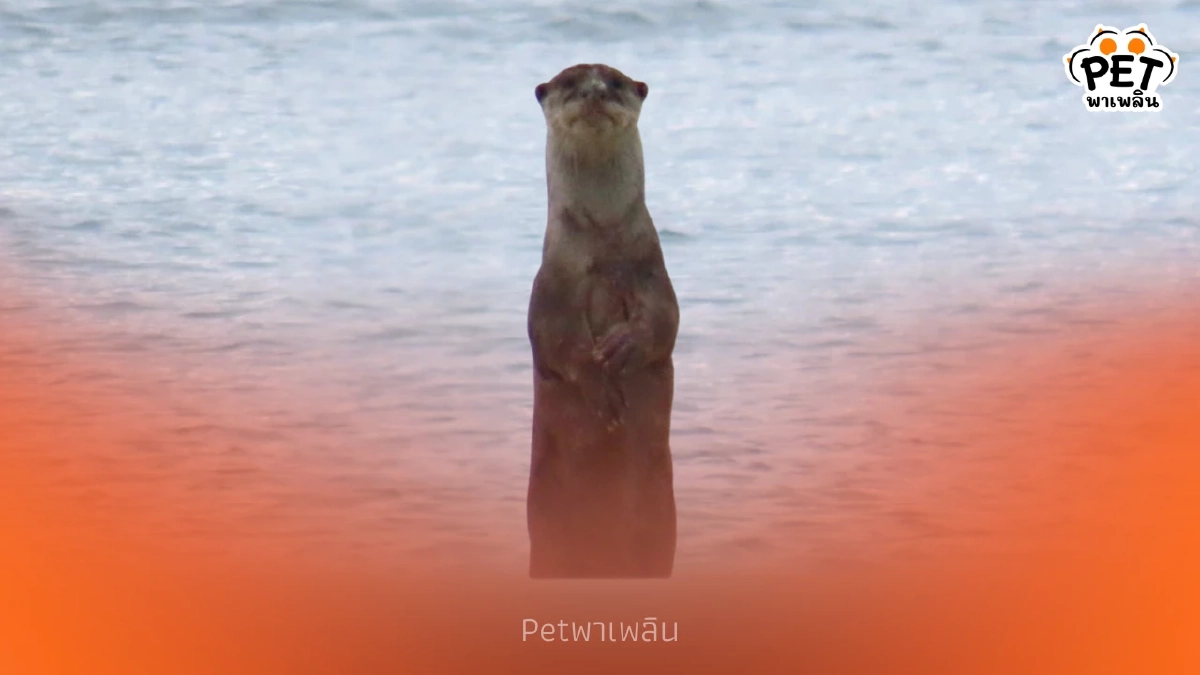 นักท่องเที่ยวฮือฮา นากใหญ่ขนเรียบโผล่หาดพันเตมะละกา นักท่องเที่ยวฮือฮา นากใหญ่ขนเรียบโผล่หาดพันเตมะละกา