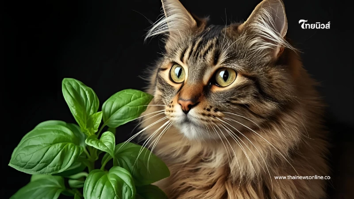 10 ต้นไม้โปรดของเหมียว ปลูกง่าย เคี้ยวสนุก มีประโยชน์ครบ 10 ต้นไม้โปรดของเหมียว ปลูกง่าย เคี้ยวสนุก มีประโยชน์ครบ