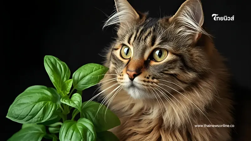 10 ต้นไม้โปรดของเหมียว ปลูกง่าย เคี้ยวสนุก มีประโยชน์ครบ 10 ต้นไม้โปรดของเหมียว ปลูกง่าย เคี้ยวสนุก มีประโยชน์ครบ