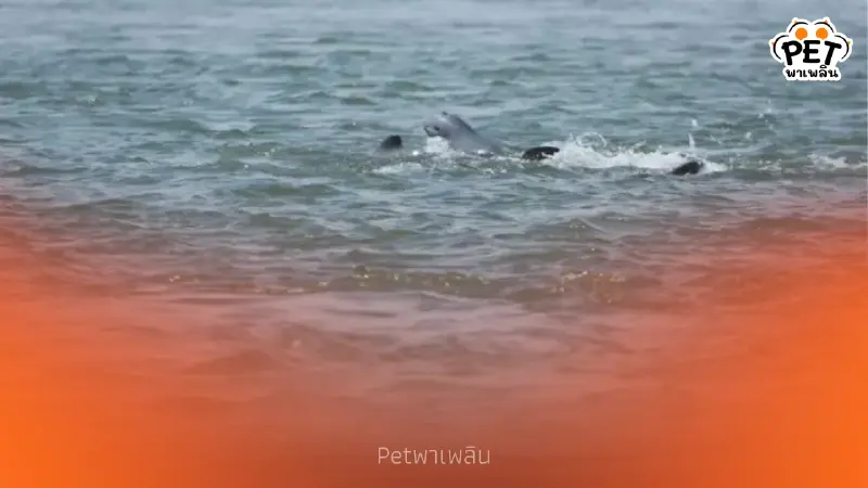 กัมพูชาพบลูกโลมาอิรวดีเกิดใหม่ ดันประชากรเป็น 112 ตัว